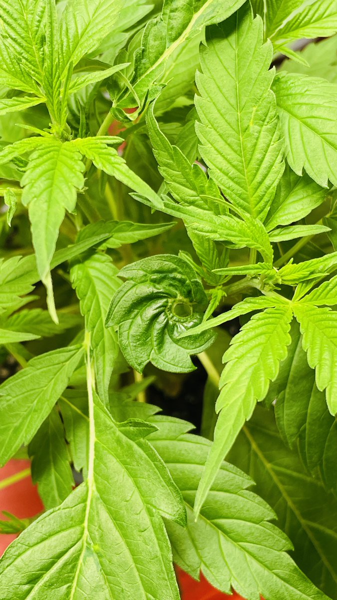 Aggro Gelato mit dem Sägeblatt (Mutant).