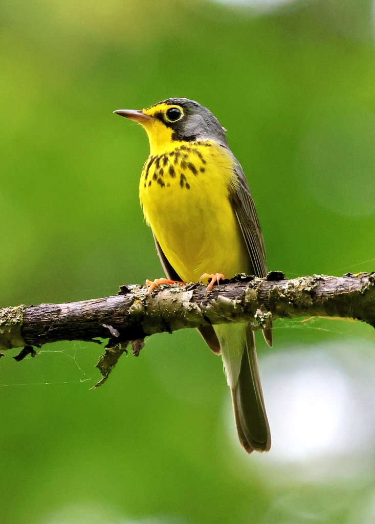 James Lees 🇬🇧 🇨🇦 tweet media