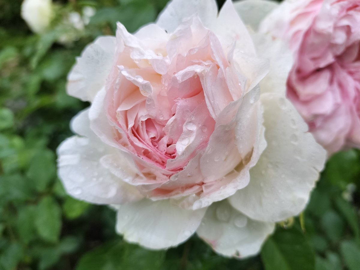 rosamoss3918's tweet photo. ロクサーヌ　レイニーブルー　クィーンオブスエーデン　ザラークアセンディング　薔薇の何が好きかというと、香りと庭園でも荒野でも似合う美しくて儚くて強い立ち姿✨です https://t.co/u7MbniBGok