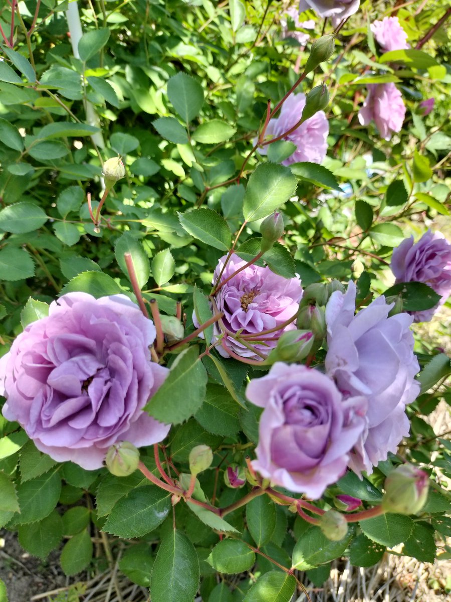rosamoss3918's tweet photo. ロクサーヌ　レイニーブルー　クィーンオブスエーデン　ザラークアセンディング　薔薇の何が好きかというと、香りと庭園でも荒野でも似合う美しくて儚くて強い立ち姿✨です https://t.co/u7MbniBGok