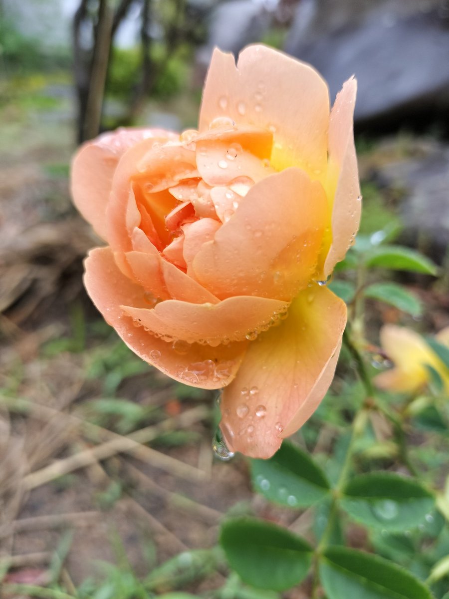 rosamoss3918's tweet photo. ロクサーヌ　レイニーブルー　クィーンオブスエーデン　ザラークアセンディング　薔薇の何が好きかというと、香りと庭園でも荒野でも似合う美しくて儚くて強い立ち姿✨です https://t.co/u7MbniBGok