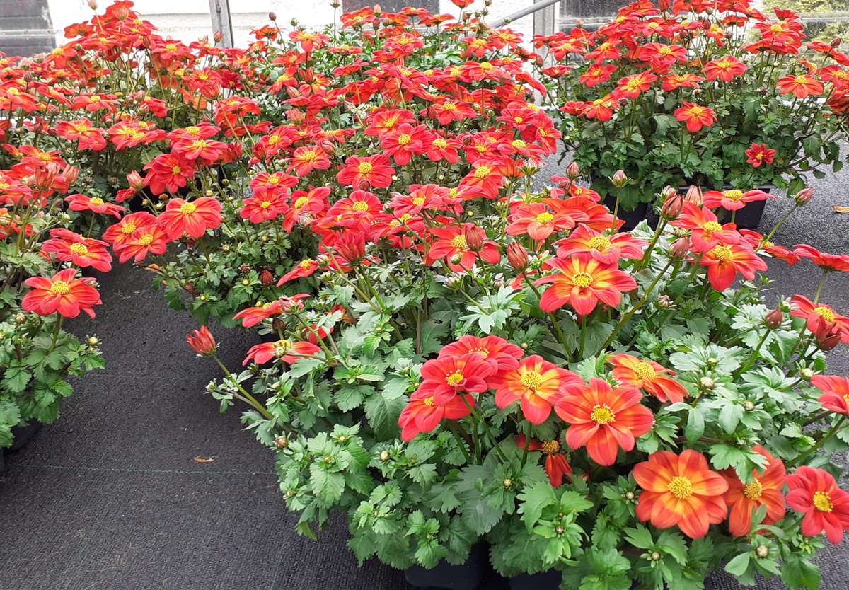 Hansel Ayrshire tweet media