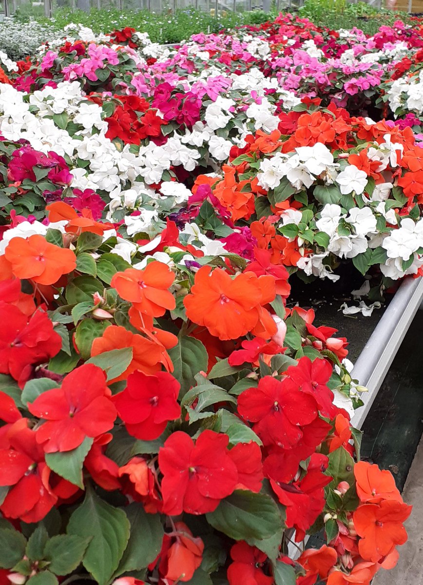 Hansel Ayrshire tweet media