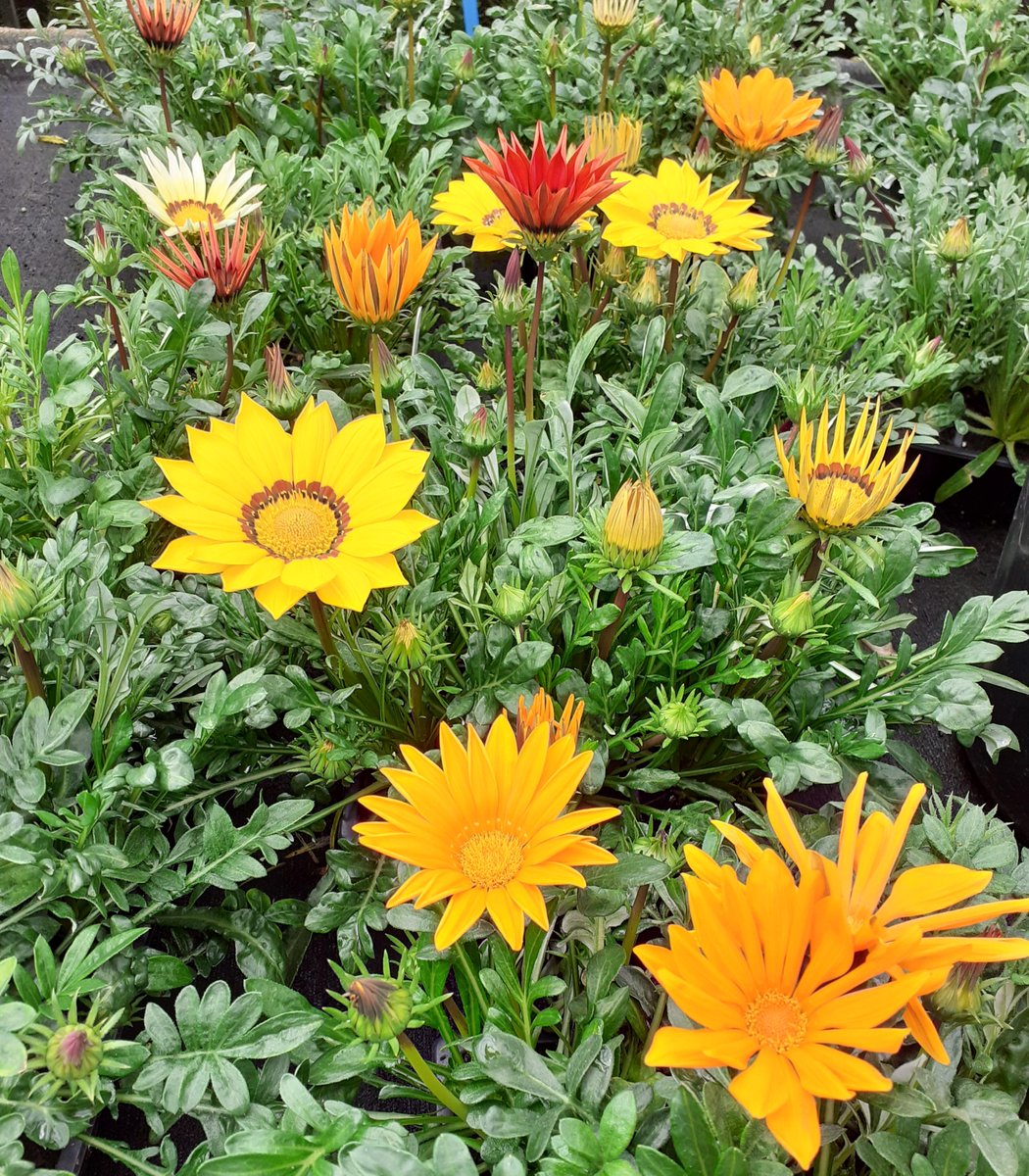 Come along to our plant sale at Hansel today, Thursday 6th June between 10am and 2pm. 

Can't make it? For all enquiries and to order please email GroundsMaintenance@hansel.org.uk or call 01563 830340.

Please share! 

#Charity #FreedomToLive