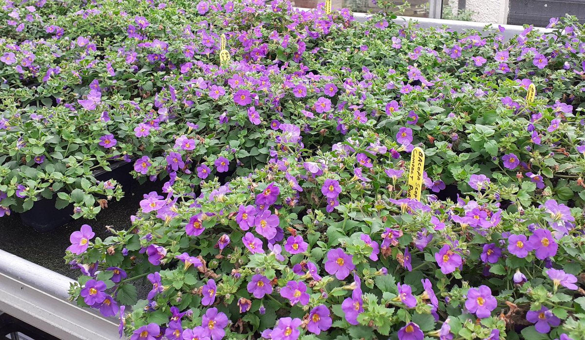 Hansel Ayrshire tweet media