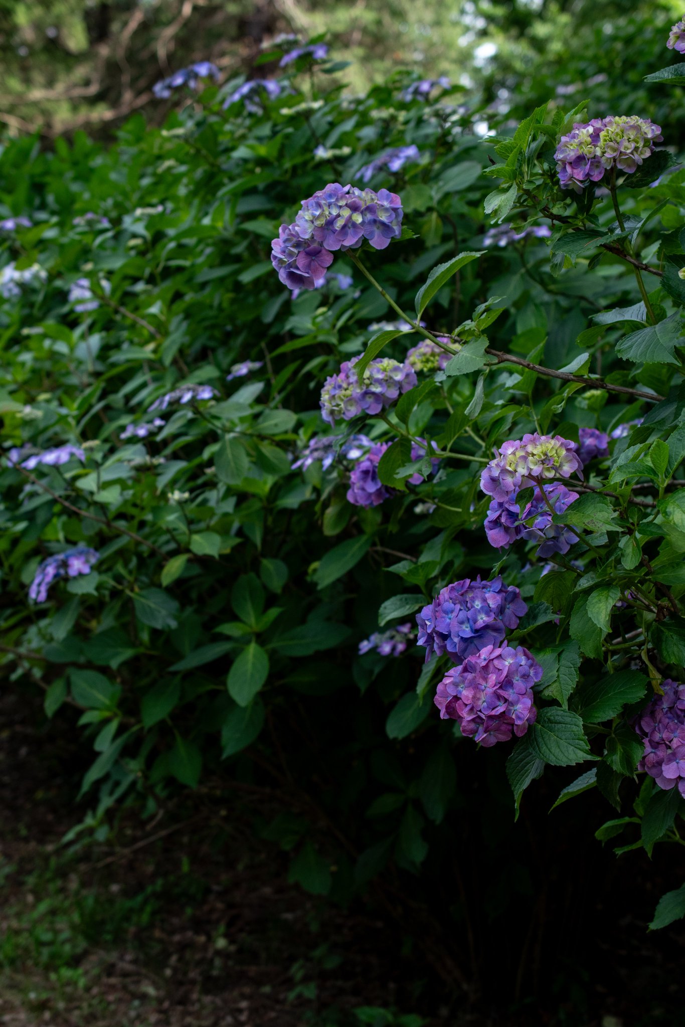 国営昭和記念公園 on X: 