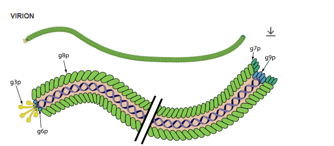 Revealing the unexpected:  can some bacteriophages transiently infect Human cells?

"A New Inovirus from the Human Blood Encodes Proteins with Nuclear Subcellular Localization" mdpi.com/1999-4915/16/3…
