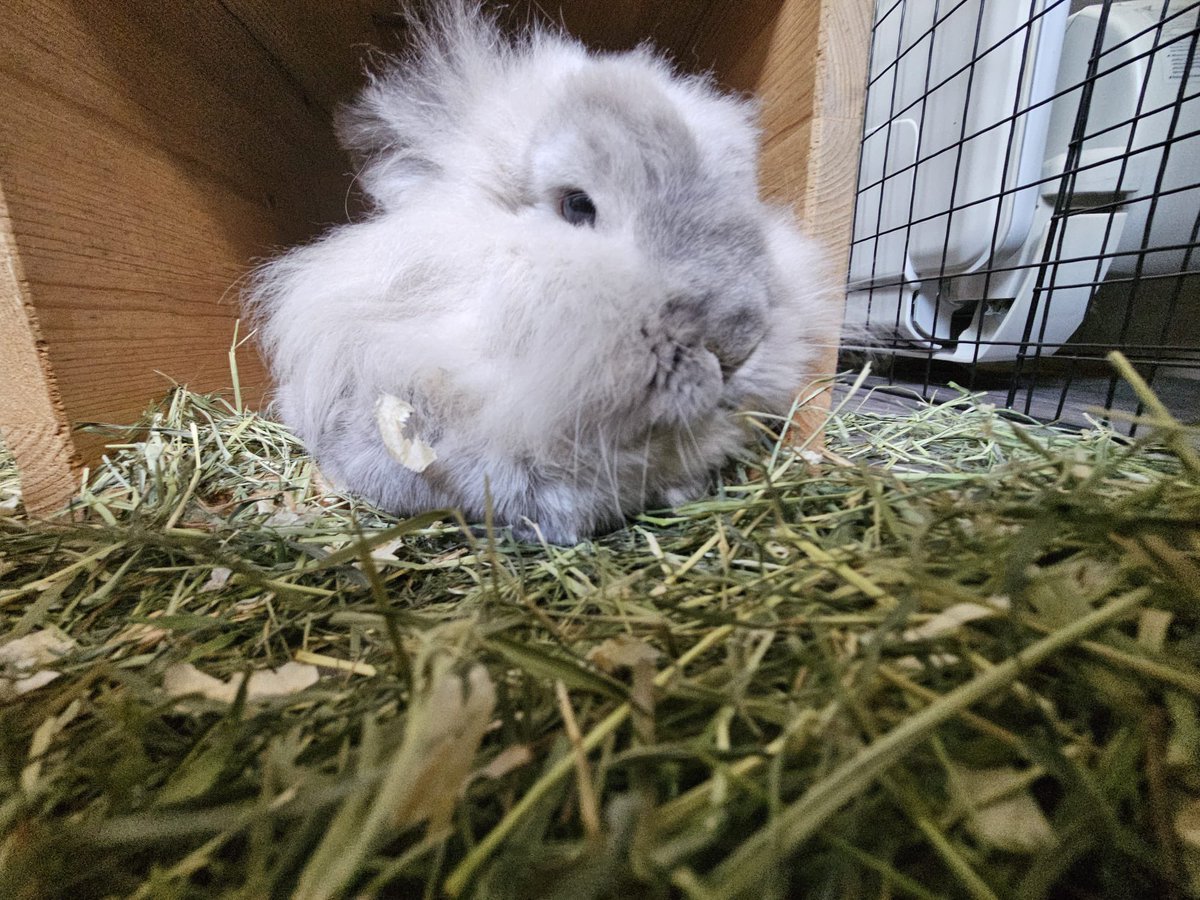 RabbitLeonard's tweet photo. Sheldon: grumpy because human kicked me out the living room 🐰🐰 https://t.co/W4Ej9WzqhB