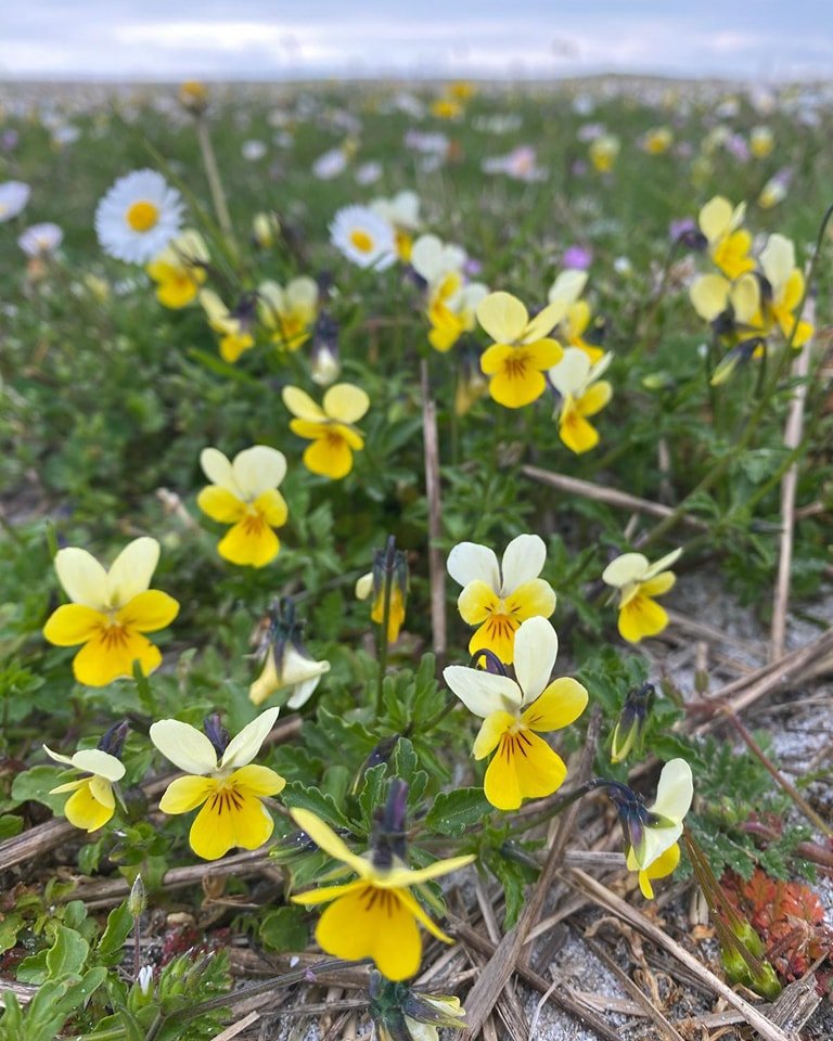 PerthshireWild's tweet photo. More gorgeous North #Uist #machair flowers. I can't wait to explore South #Uist and its floral jewels next year! https://t.co/qqbbiZTMuy