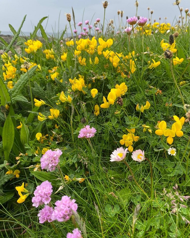 PerthshireWild's tweet photo. More gorgeous North #Uist #machair flowers. I can't wait to explore South #Uist and its floral jewels next year! https://t.co/qqbbiZTMuy