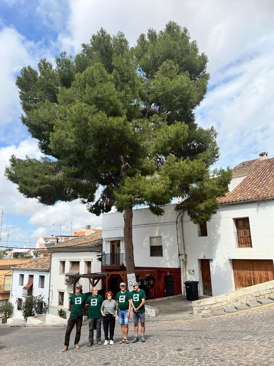 Xavier Martínez (@martinezx78) on Twitter photo Gràcies a la mobilització d’<a href="/AEAgro/">AccióEcologista Agró</a> i l’associació de veïns de ciutat vella de Sagunt s’ha aconseguit aturar, de moment, que l’@AytoSaguntoCom talle el pi, quasi centenari, de la Serp i busque alternatives perquè continue al seu lloc sense fer malbé les canonades i les voreres Gràcies a la mobilització d’<a href="/AEAgro/">AccióEcologista Agró</a> i l’associació de veïns de ciutat vella de Sagunt s’ha aconseguit aturar, de moment, que l’@AytoSaguntoCom talle el pi, quasi centenari, de la Serp i busque alternatives perquè continue al seu lloc sense fer malbé les canonades i les voreres