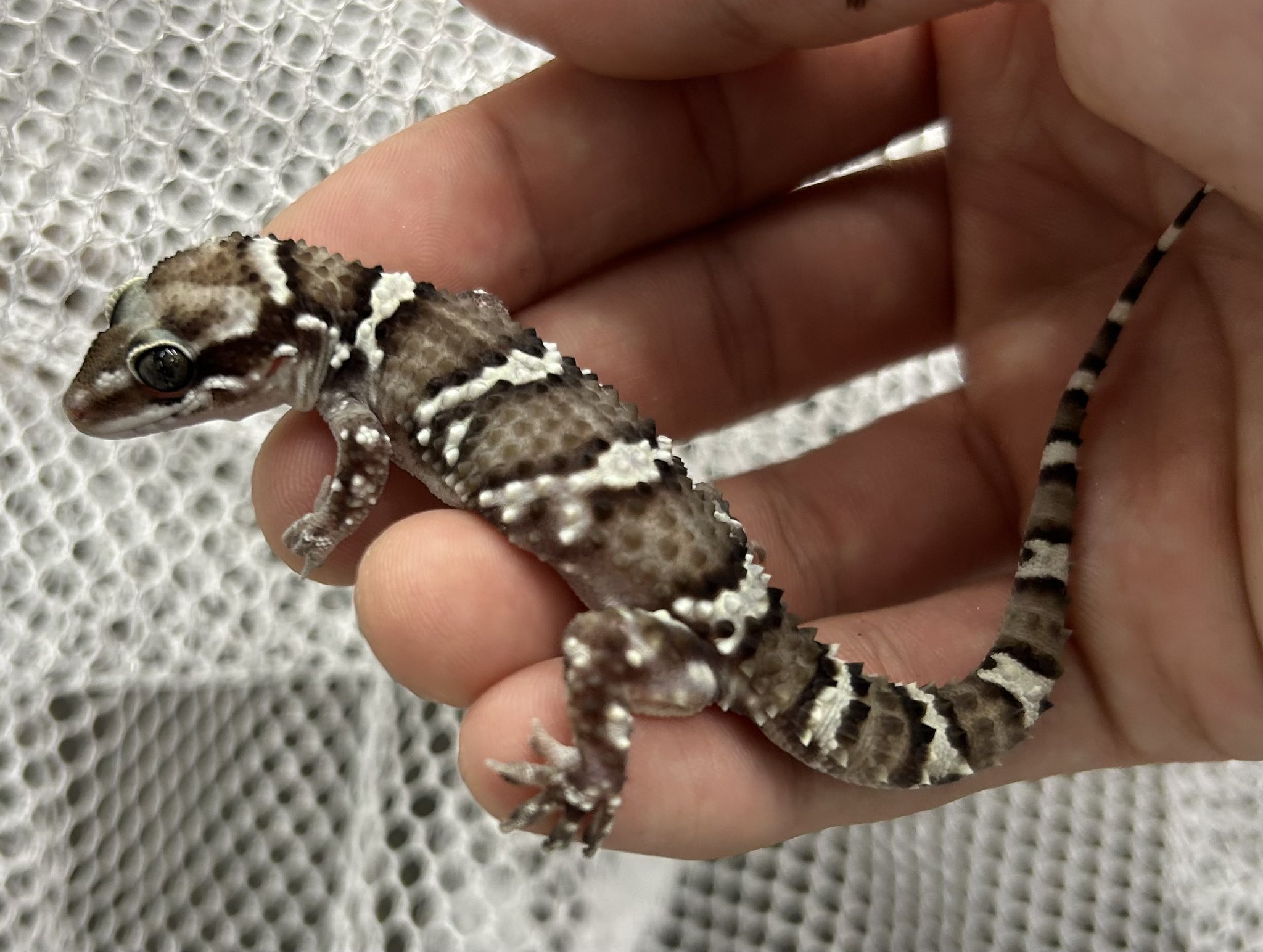 最新新着もリストでオールジャンル＠みなとペポニ 名古屋のペットショップ【リミックス・ペポニ】