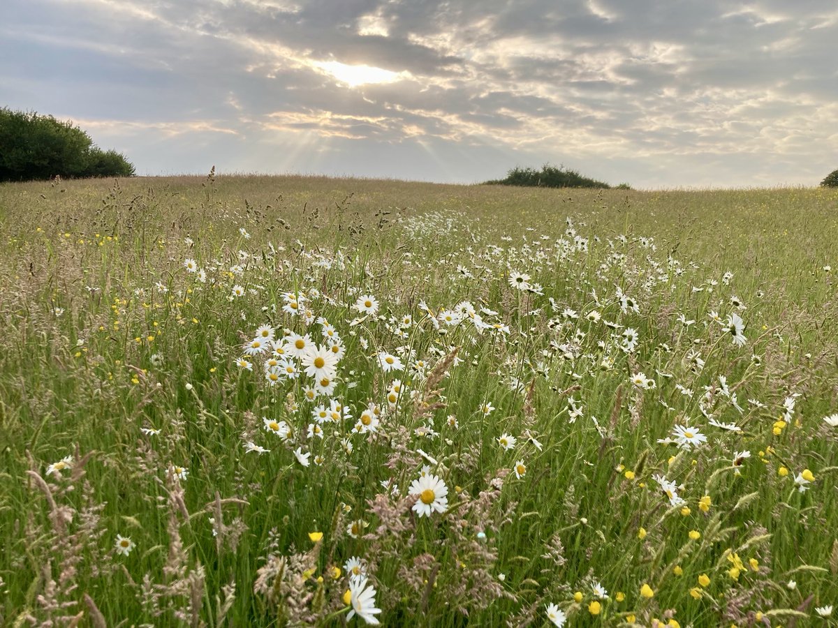 To see a world in a grain of sand
and a heaven in a wildflower meadow           hold infinity in the palm of your hand         and eternity in a hour. (William Blake)