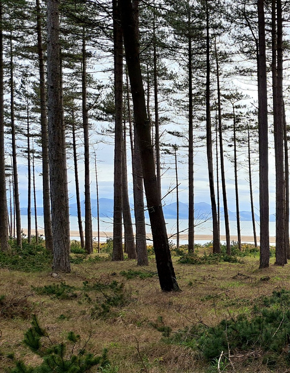 Welsh mountains viewed from Anglesey forest. Back to Bangor for a mini reunion - the class of 65!