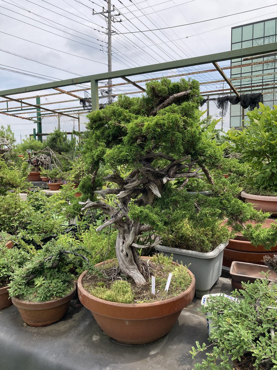 シロマツ (@shiromatsu50) / Posts / X