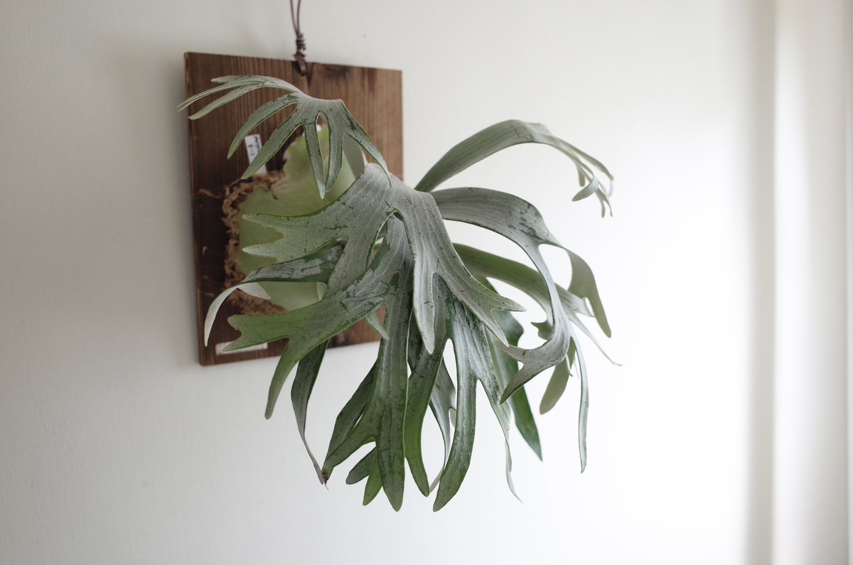 ビカクシダ ぴょん吉 ビカクシダ ぴょん吉 – Plants Navi