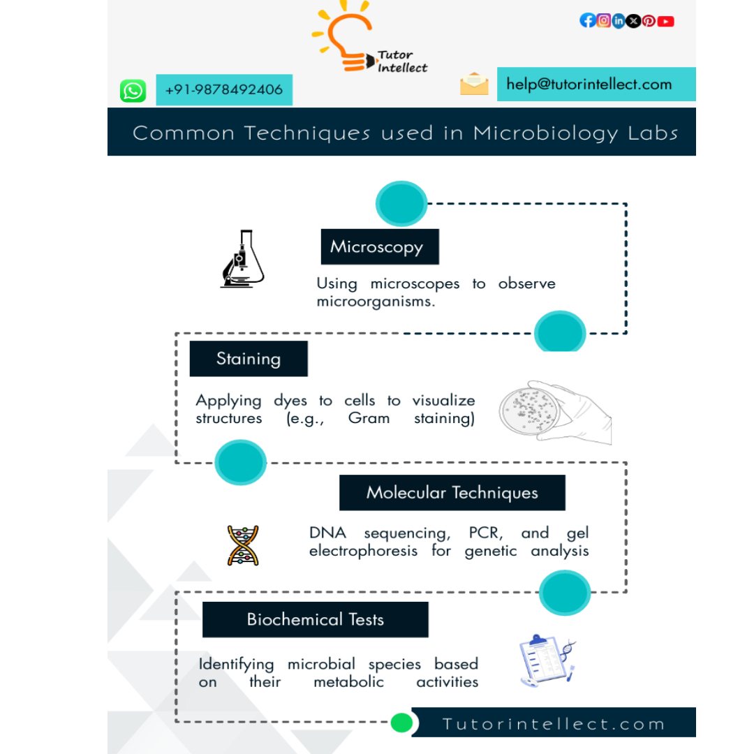 tutorintellect's tweet image. 💁Common Techniques Used in Microbiology Labs
✅WhatsApp:- +91-9878492406
📩 help@tutorintellect.com
🌐 tutorintellect.com
⏯️tutorintellect.com/microbiology-h…
#microbiologyhomeworkhelp #microbiologytutoringhelp #homeworkhelpsite #appliedmicrobiology #microbial #bacteriology