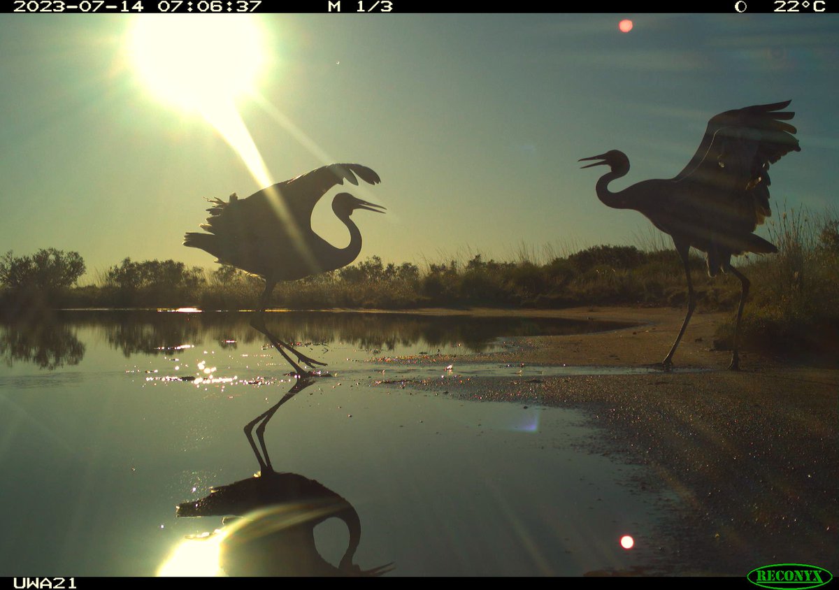 NESP Resilient Landscapes Hub tweet media