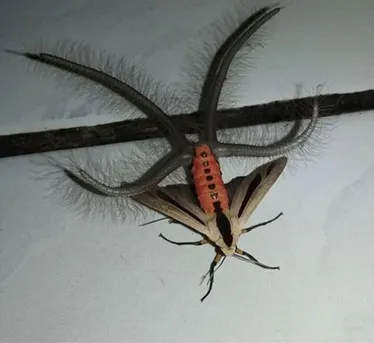 QUEEEEEESESOTIO's tweet photo. @ratasupergorda creatonotos gangis my beloved , secreta feromonas para matear a través de sus tentaculos de mentira LA MEJOR tremenda goddess del vacío https://t.co/gGQck42lyb