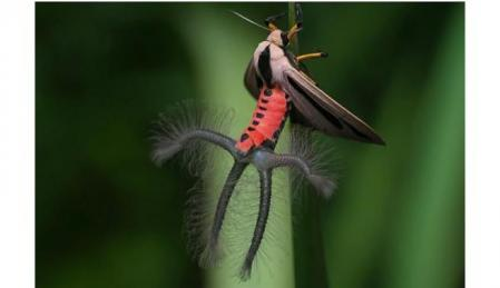 QUEEEEEESESOTIO's tweet photo. @ratasupergorda creatonotos gangis my beloved , secreta feromonas para matear a través de sus tentaculos de mentira LA MEJOR tremenda goddess del vacío https://t.co/gGQck42lyb