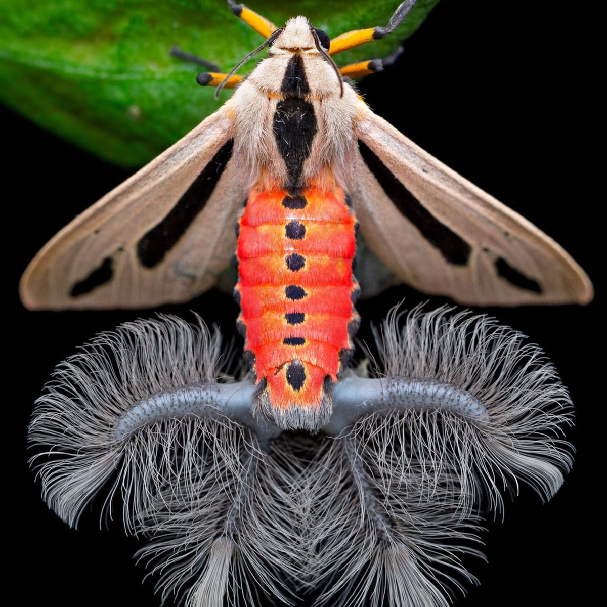 QUEEEEEESESOTIO's tweet photo. @ratasupergorda creatonotos gangis my beloved , secreta feromonas para matear a través de sus tentaculos de mentira LA MEJOR tremenda goddess del vacío https://t.co/gGQck42lyb