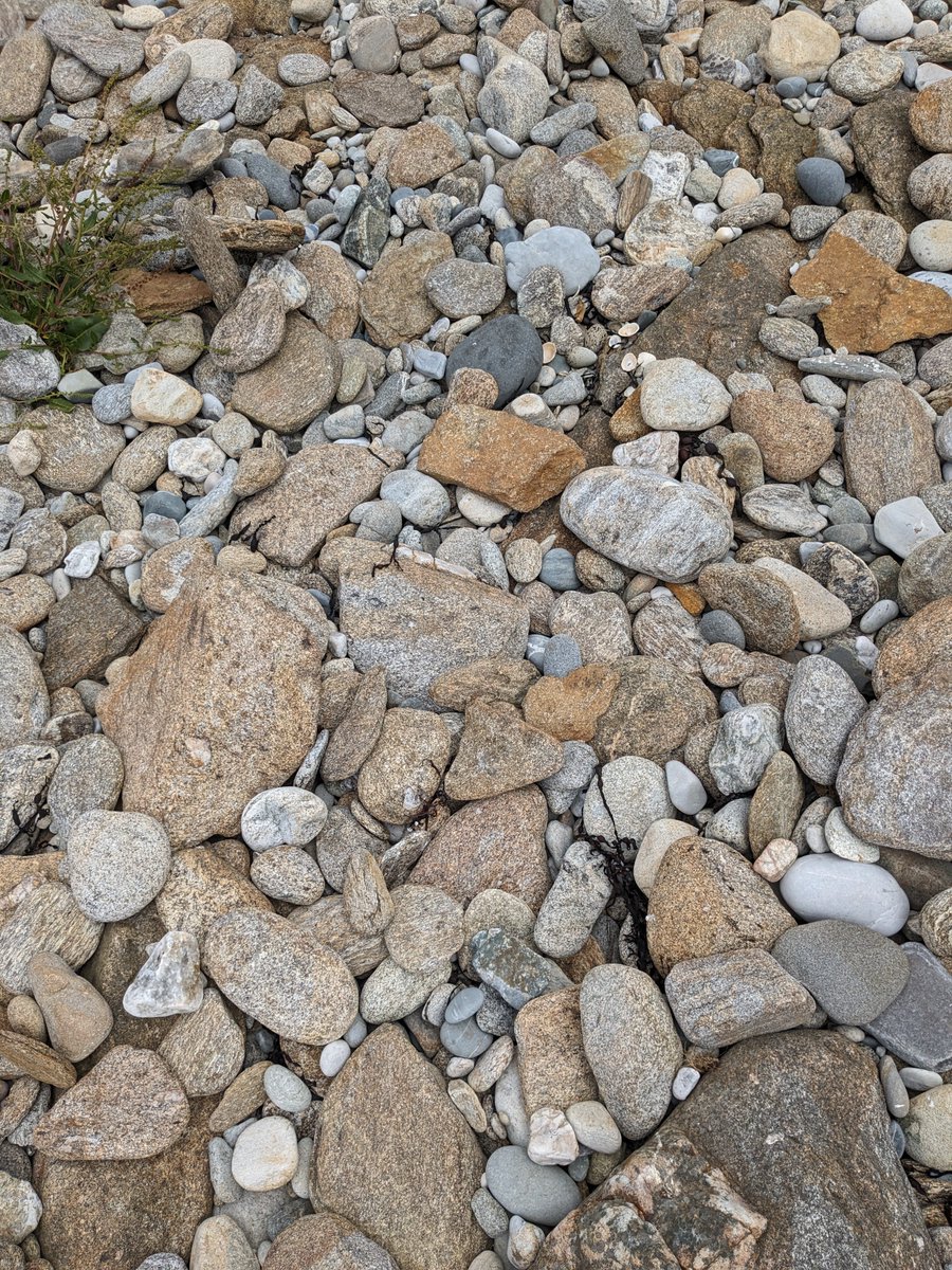 Charlotte Francesiaz (@c_francesiaz) on Twitter photo Fieldwork game 😁
🎯 Where is the oystercatcher nest? 🧐
<a href="/WaderStudy/">Wader Study</a> #birdstudy #scicom
Be careful during breeding period when you walk on the beach or on rocky coasts...
😶🌫️Birds are masters at hide and seek... Fieldwork game 😁
🎯 Where is the oystercatcher nest? 🧐
<a href="/WaderStudy/">Wader Study</a> #birdstudy #scicom
Be careful during breeding period when you walk on the beach or on rocky coasts...
😶🌫️Birds are masters at hide and seek...