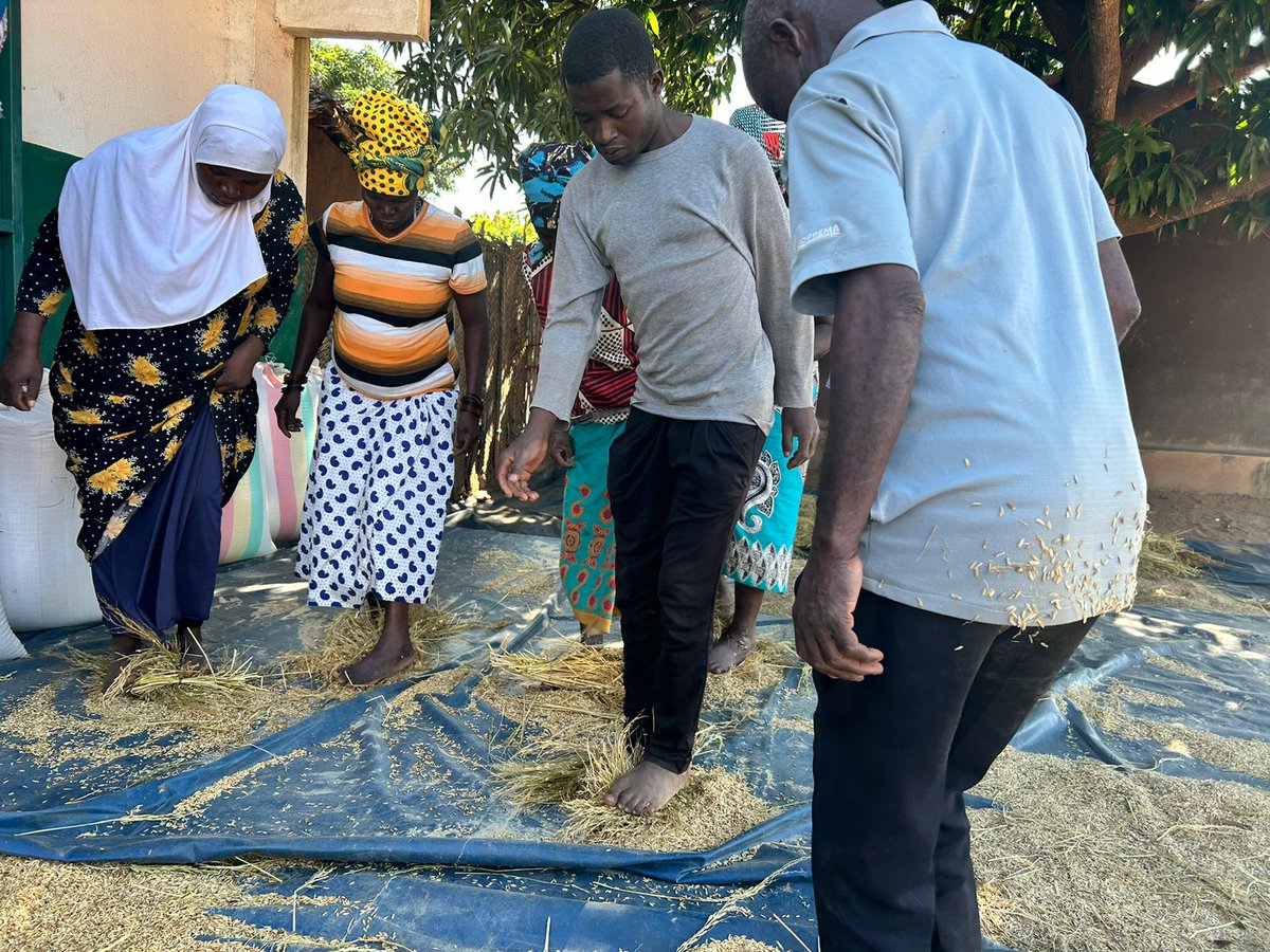 FAOMozambique's tweet photo. When the hands get tired, the feet start😅. Local seed multipliers from Angoche District, Nampula, at the arduous task of threshing rice🌾🌾🌾. Soon, the equipment provided by @FAO will arrive to ease their workload. #harvert https://t.co/hnSt4IgMSj