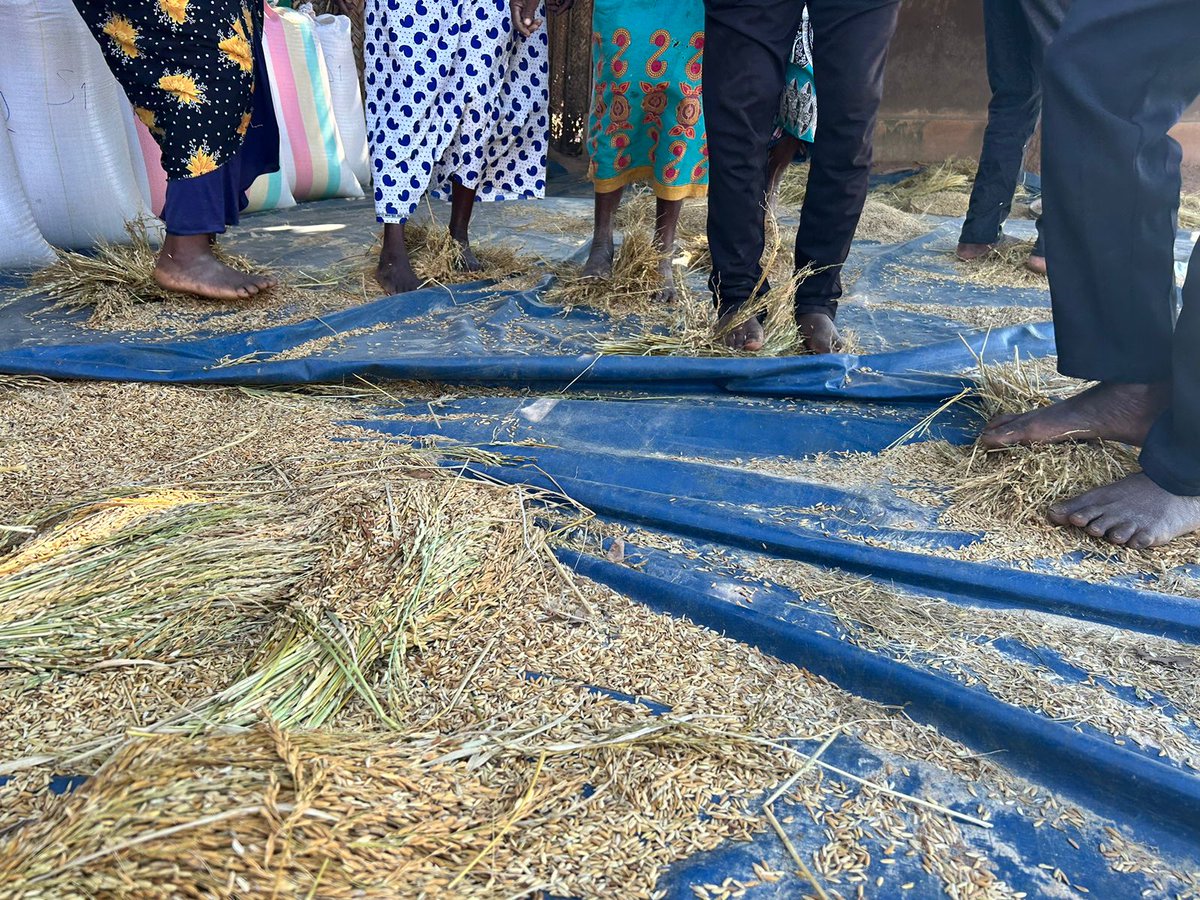 FAOMozambique's tweet photo. When the hands get tired, the feet start😅. Local seed multipliers from Angoche District, Nampula, at the arduous task of threshing rice🌾🌾🌾. Soon, the equipment provided by @FAO will arrive to ease their workload. #harvert https://t.co/hnSt4IgMSj