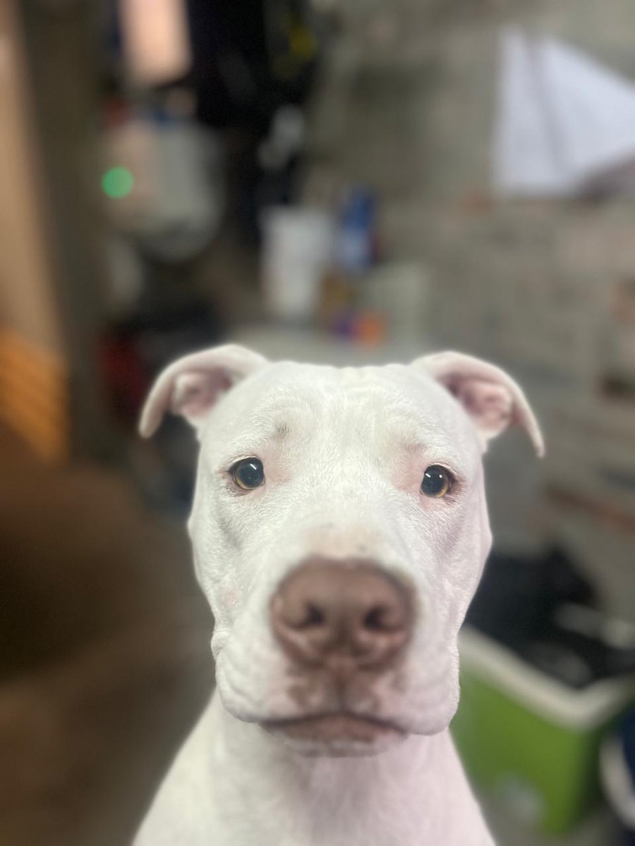 Tasneem7's tweet photo. @expressoshow #NexGard #GuardiansOfLove my dog Bailey has this amazing ability to make any dark day seem bright. She is funny (see below 😂) and dorky and I am blessed to have this furbaby https://t.co/Ps3Mzwd1ei