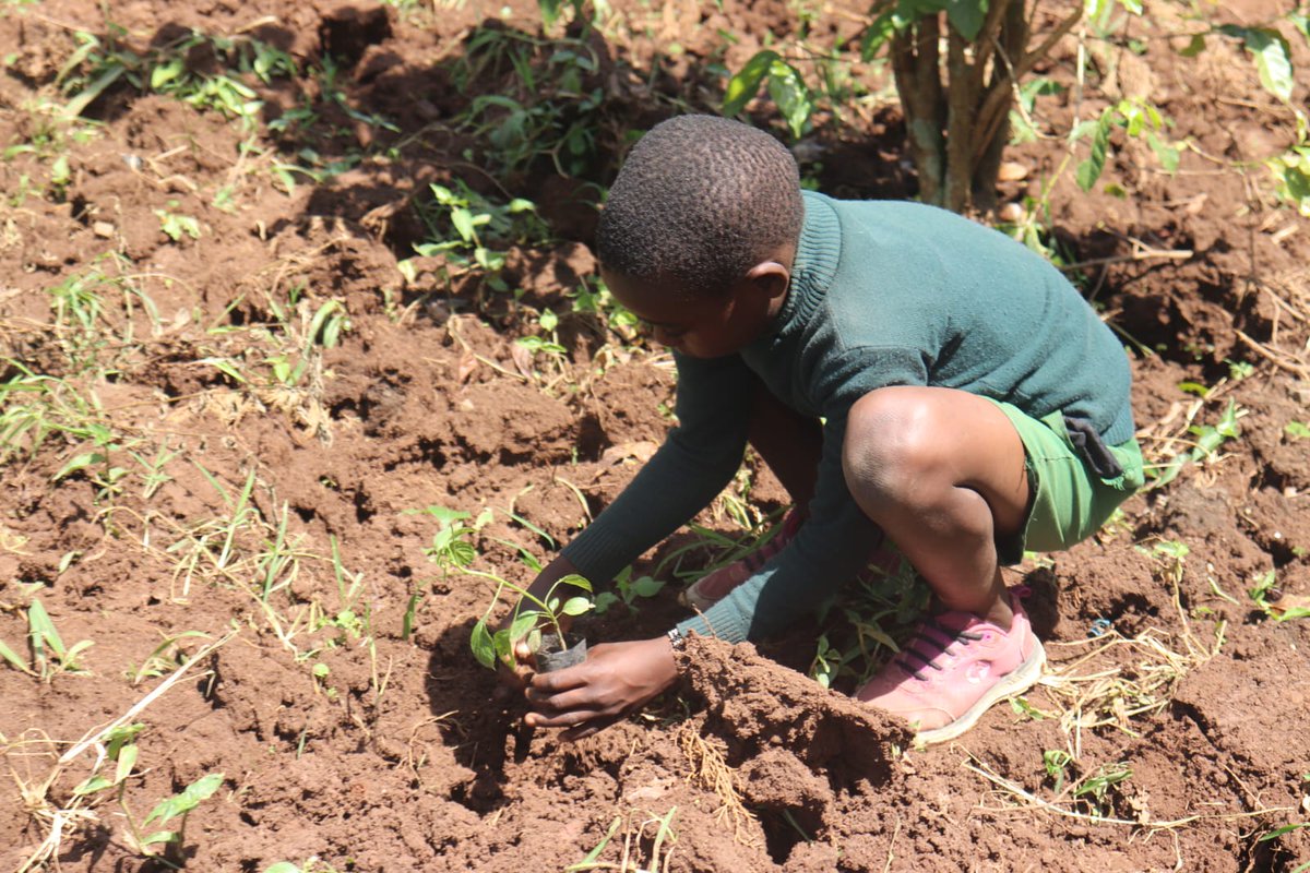 EcoaceOrg's tweet photo. Your dedication and hard work at Bituyu Primary and Secondary Schools, the Chief's Grounds, the DO's Grounds, and Kimilili Jamiya Mosque made a significant impact.

Your efforts are vital in our mission to create a greener, healthier planet. https://t.co/fqr8ItfDpn