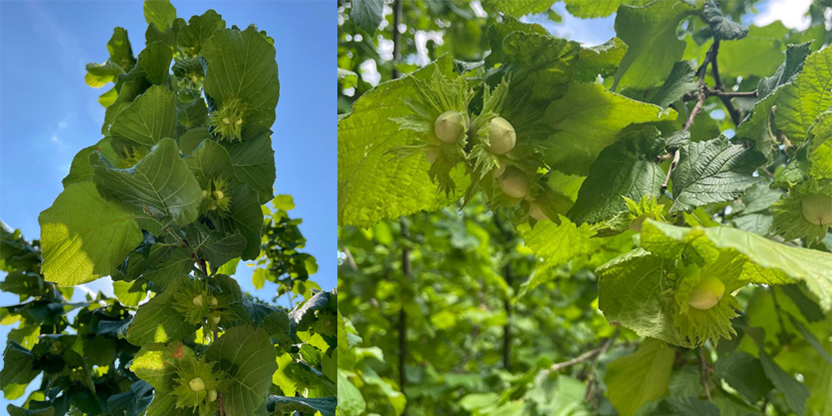 Biolchim tweet media