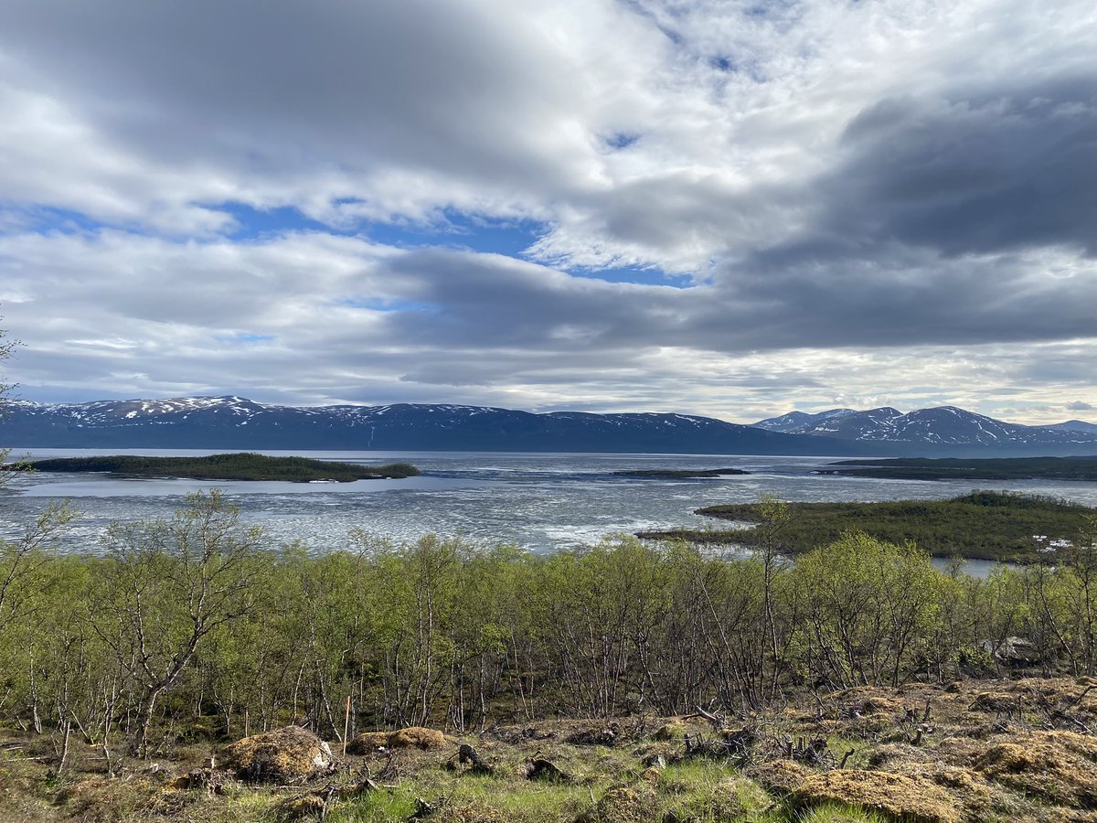 RouskLab's tweet photo. Weโre back in #abisko! This year weโre maintaining our #climate #change #simulation #fieldexperiments in #birch #forests and in #tundra, monitoring vegetation, #respiration, and other responsesโฆ 1/n https://t.co/makUBy4DGN