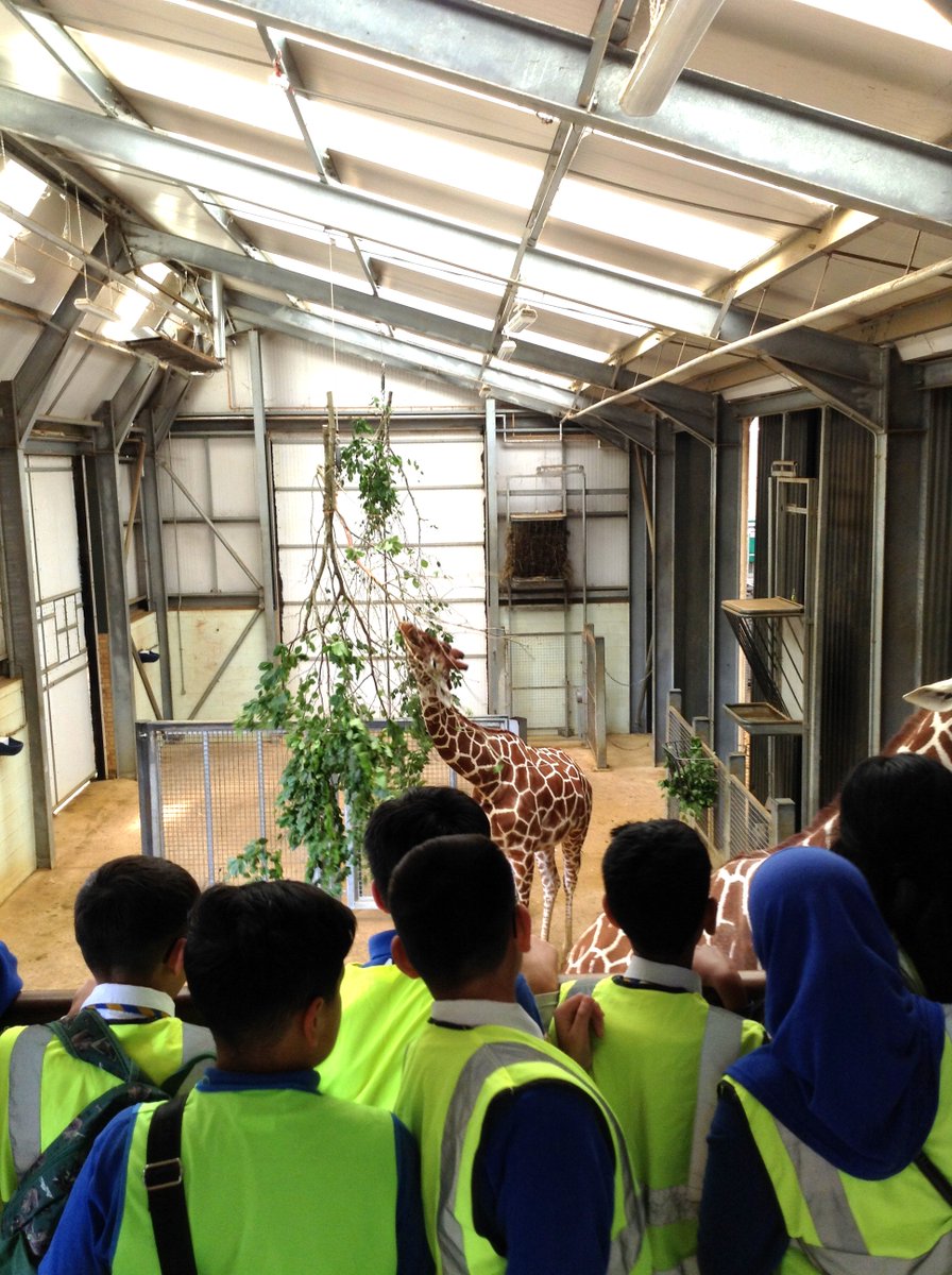 WilliamAustinJS's tweet image. Three of our Y6 classes had a great time visiting @ZSLWhipsnadeZoo yesterday. They took part in an evolution workshop where they looked at skulls and bones of animals &amp;amp; enjoyed the butterfly house and petting the goats.
#zoo #loveanimals #explorethewild