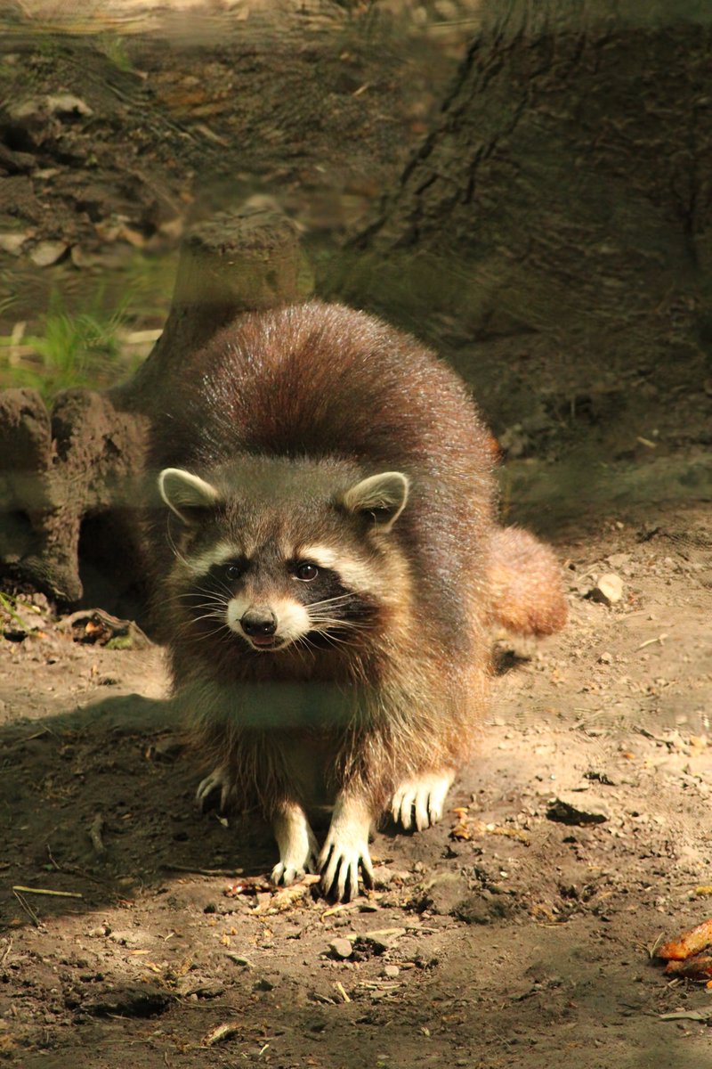 AuCoeurAnimaux's tweet photo. De magnifiques ratons laveurs à observer au @ParcArgonne (Ardennes)
Crédit photo : Arnaud Mhr https://t.co/FGdGLiqheR