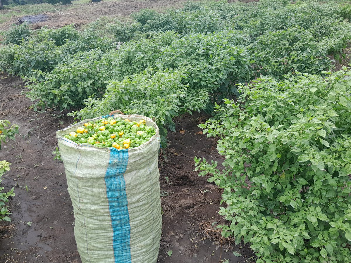 Kilimo:Pilipili Mwendokasi
Arusha:Tanzania
Mavuno Mwendolezo