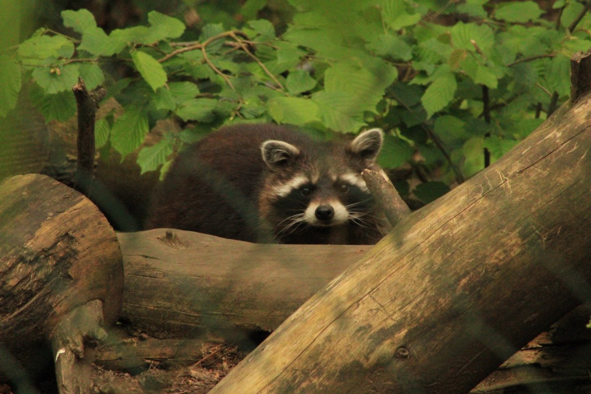 AuCoeurAnimaux's tweet photo. De magnifiques ratons laveurs à observer au @ParcArgonne (Ardennes)
Crédit photo : Arnaud Mhr https://t.co/FGdGLiqheR