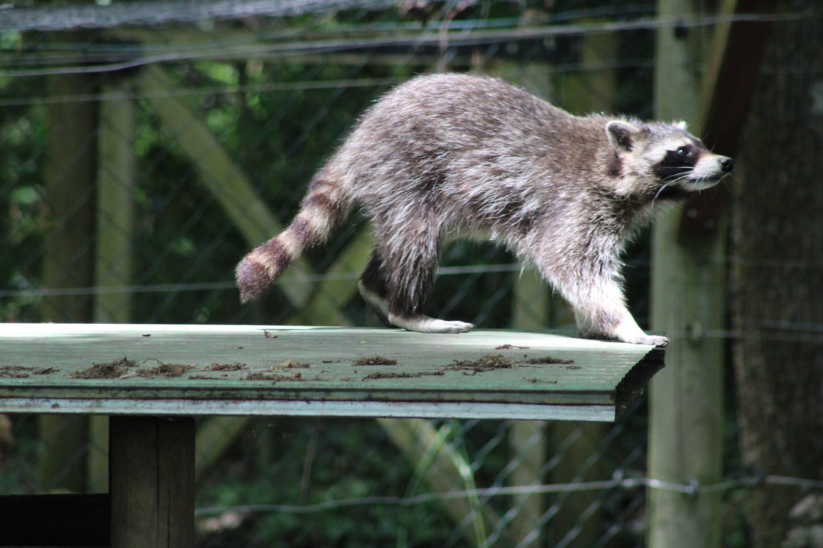 AuCoeurAnimaux's tweet photo. De magnifiques ratons laveurs à observer au @ParcArgonne (Ardennes)
Crédit photo : Arnaud Mhr https://t.co/FGdGLiqheR