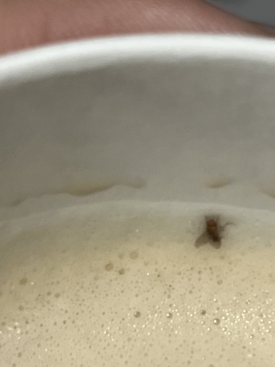 最近の自販機ってキャラメルラテ注文したら小蝿貰えるらしい