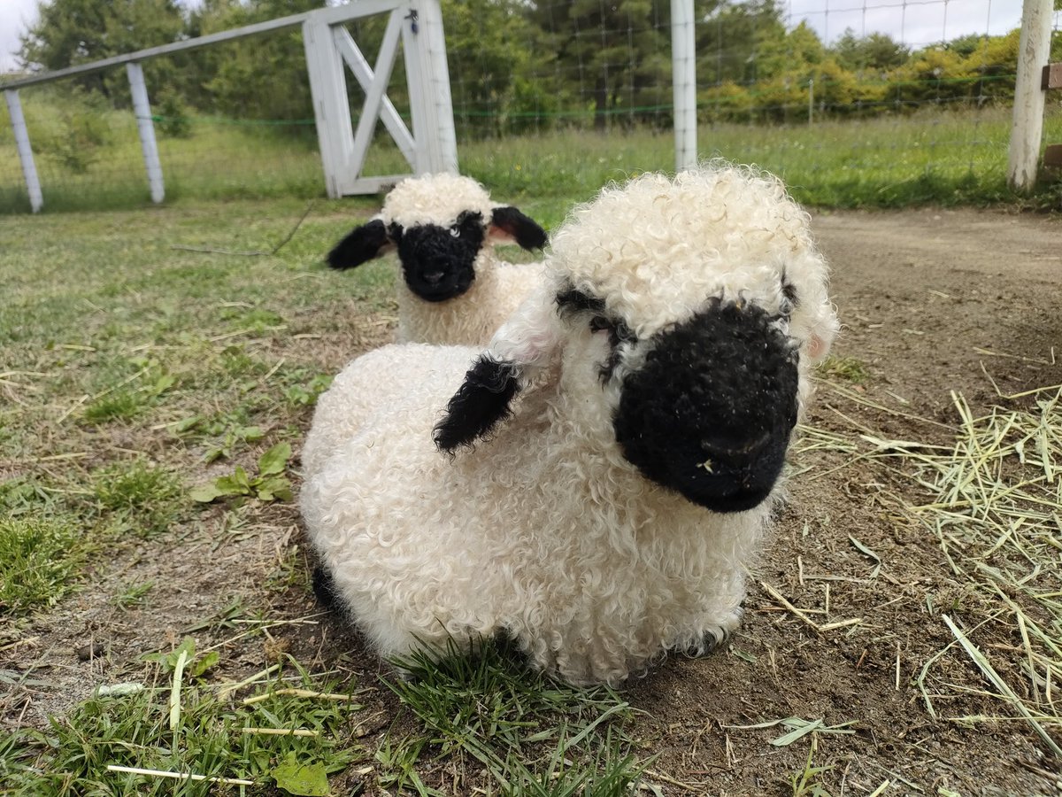 nakprstaff's tweet photo. 今日は仲良く同じ格好で休憩をしていました🐏

#那須どうぶつ王国
#ヴァレーブラックノーズシープ
#ファームエリア https://t.co/S0A8z7HkcQ