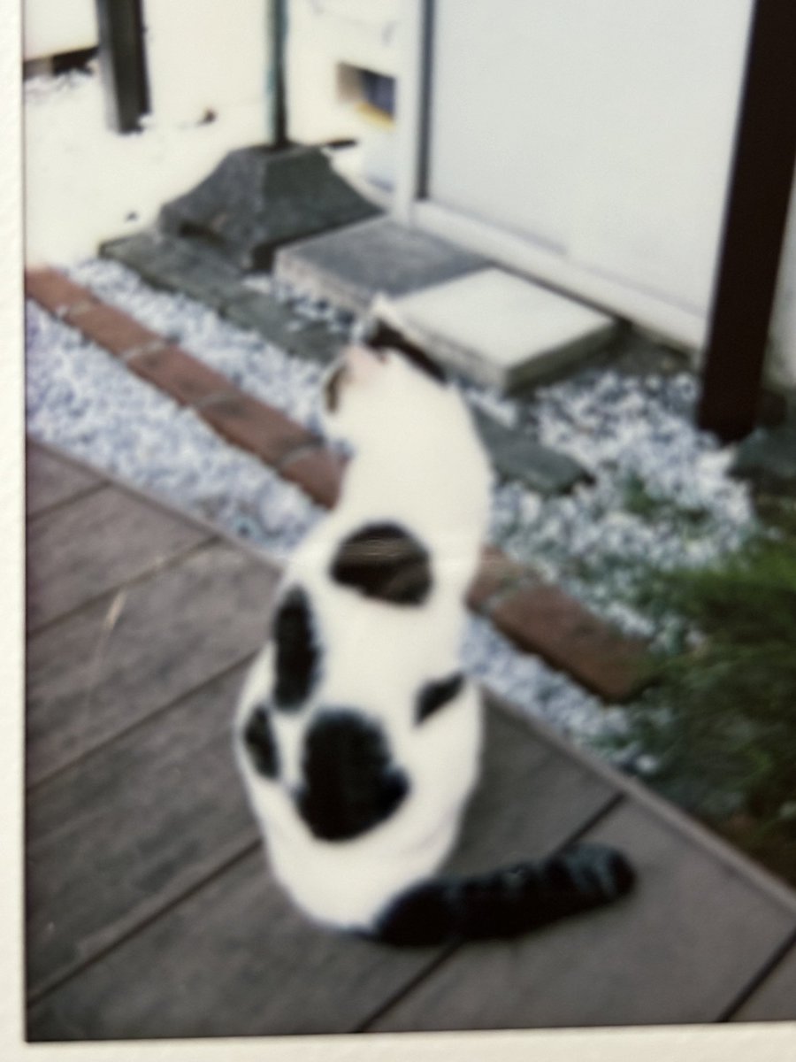 猫のエルまだ見つからず、5ヶ月になりそう。目撃情報入るも似ている猫達。でも情報をくれたり、探してくれている方に感謝です。猫好きの方、餌をあげてる方、地域の猫に詳しい方、諦めずに何とか繋がってエルに繋がりたいです。連絡お願いします。#品川区 #戸越 #猫好き #迷い猫 #地域猫に詳しい