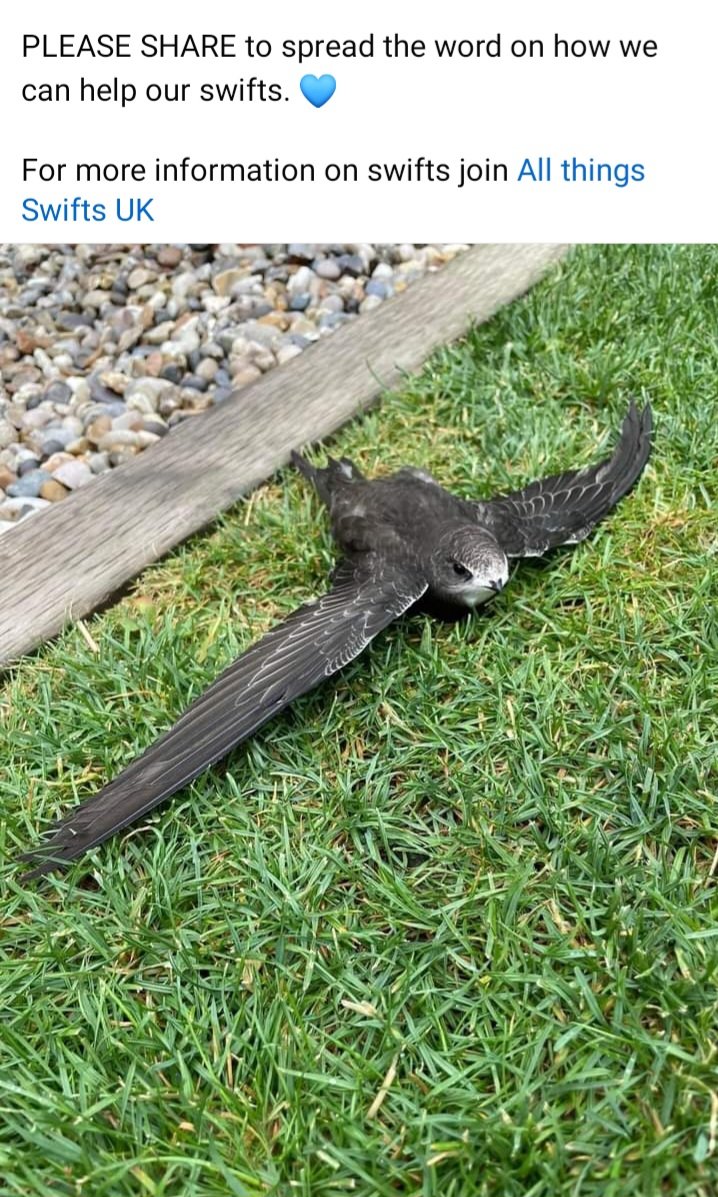 grahamknight59's tweet photo. There is a lot of bad advice being shared online about what to do if you find a grounded Swift.

DO NOT try to feed it 
DO NOT throw it in the air.

DO put it in a large cardboard box with a lid and follow the excellent advice set out below #hertsbirds https://t.co/PGo52VuHoB