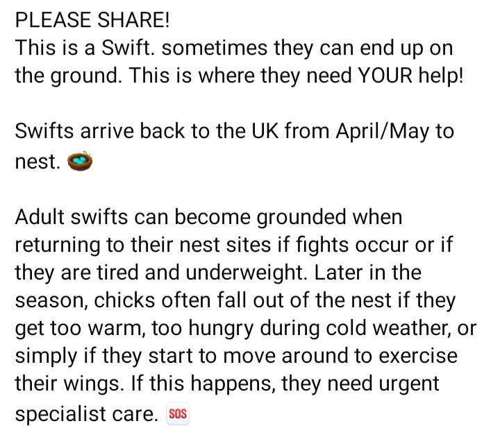 grahamknight59's tweet photo. There is a lot of bad advice being shared online about what to do if you find a grounded Swift.

DO NOT try to feed it 
DO NOT throw it in the air.

DO put it in a large cardboard box with a lid and follow the excellent advice set out below #hertsbirds https://t.co/PGo52VuHoB