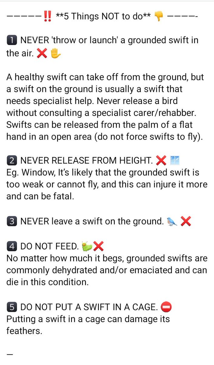 grahamknight59's tweet photo. There is a lot of bad advice being shared online about what to do if you find a grounded Swift.

DO NOT try to feed it 
DO NOT throw it in the air.

DO put it in a large cardboard box with a lid and follow the excellent advice set out below #hertsbirds https://t.co/PGo52VuHoB
