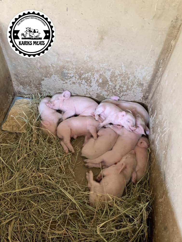 10 Upcoming Weaners
Date to be weanead  = 30/06/24
Date of Birth =
28/05/24
Location = Mhondoro Nyamweda
Breed = Large White Boar x Large White Cross Mother
Price = $30
For more information and pictures regarding the weaners DM or +263788780227