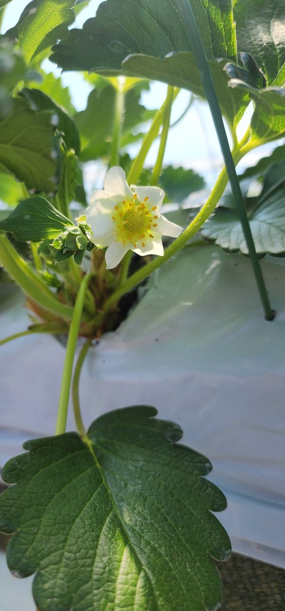 KSarufutsu's tweet photo. 今日は久しぶりにハウスで作業。
なんと、花弁が7枚のいちごの花を発見❗これは大きくなるぞぉ🍓
いちごらしくなってきた実もあって、さるふつの夏いちごの収穫もあともう少し✨

#さるふつLIFE https://t.co/idodMM9mnV