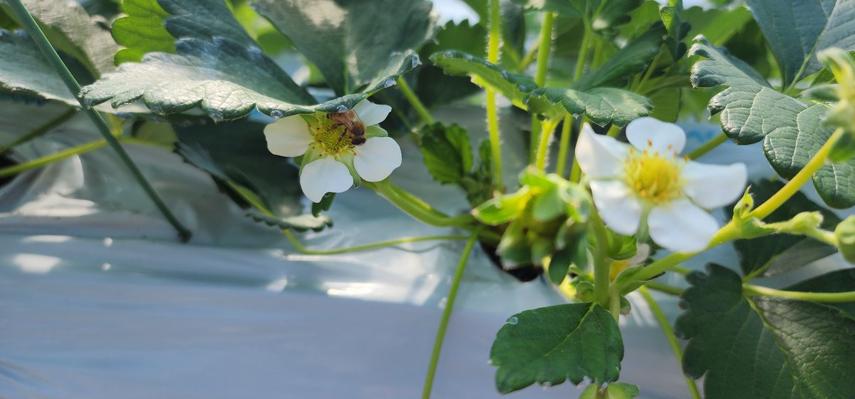 KSarufutsu's tweet photo. 今日は久しぶりにハウスで作業。
なんと、花弁が7枚のいちごの花を発見❗これは大きくなるぞぉ🍓
いちごらしくなってきた実もあって、さるふつの夏いちごの収穫もあともう少し✨

#さるふつLIFE https://t.co/idodMM9mnV