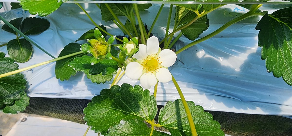 KSarufutsu's tweet photo. 今日は久しぶりにハウスで作業。
なんと、花弁が7枚のいちごの花を発見❗これは大きくなるぞぉ🍓
いちごらしくなってきた実もあって、さるふつの夏いちごの収穫もあともう少し✨

#さるふつLIFE https://t.co/idodMM9mnV