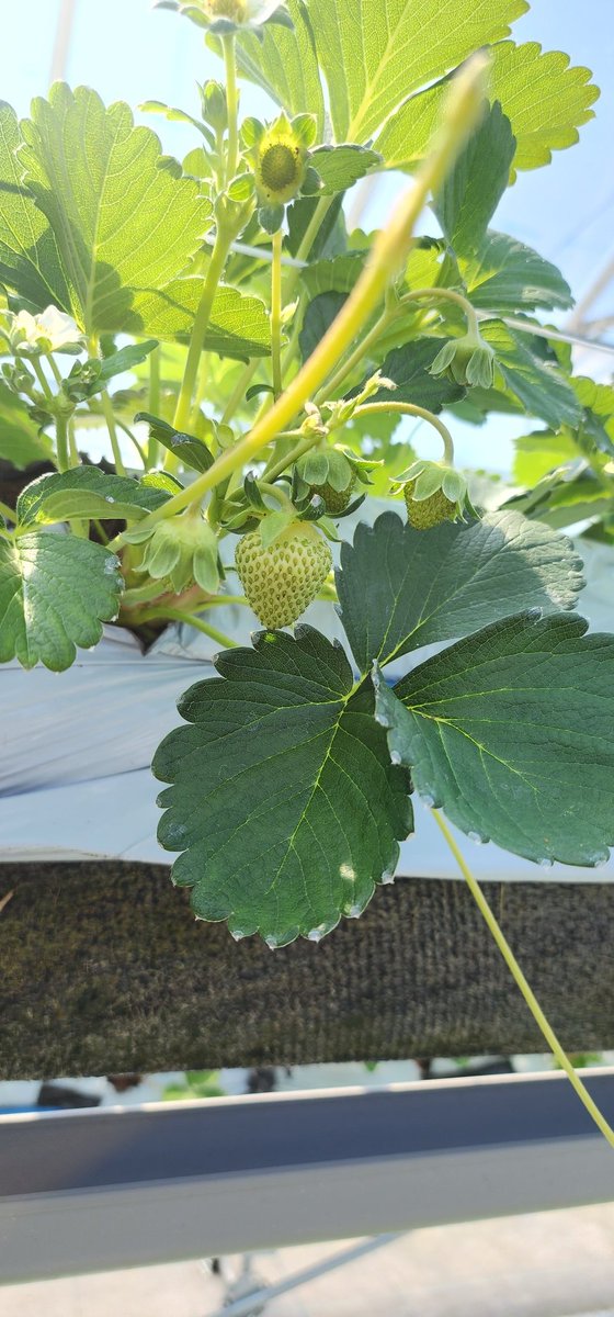 KSarufutsu's tweet photo. 今日は久しぶりにハウスで作業。
なんと、花弁が7枚のいちごの花を発見❗これは大きくなるぞぉ🍓
いちごらしくなってきた実もあって、さるふつの夏いちごの収穫もあともう少し✨

#さるふつLIFE https://t.co/idodMM9mnV