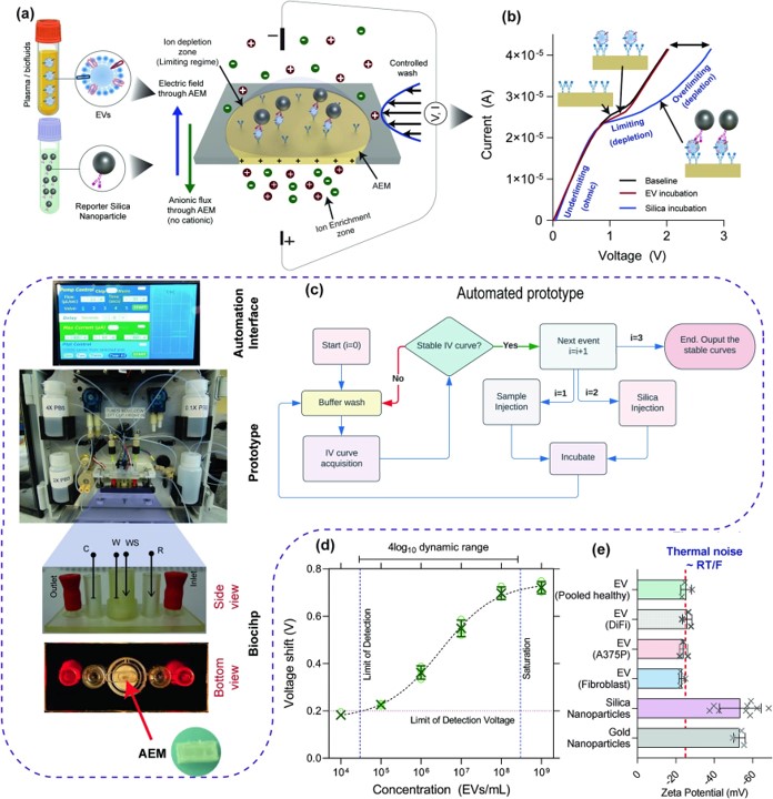 Vesiculab's tweet photo. Developing a sensor to detect biomarker-specific extracellular vesicles: Satyajyoti Senapati, Hsueh-Chia Chang @NotreDame et al introduced a quantitative sandwich immunoassay for CD63+ EVs &amp; their surface cargo, EGFR, including its activity state
https://t.co/blhF0OKtdk
#EVs https://t.co/mfiMcVl9hT