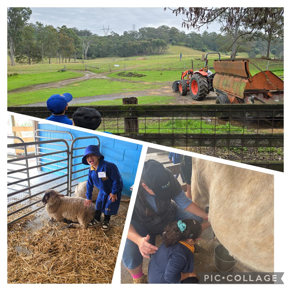 LakembaPS's tweet photo. Kindergarten students @LakembaPS had a great time at Calmsley Hill City Farm today 🤩 They had the opportunity to see various farm animals and participate in interactive shows and a tractor ride! https://t.co/ng7NRMg3Ho